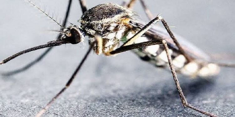 MALARIA IS SPREADING ACROSS IN THE SINGHBHUM
