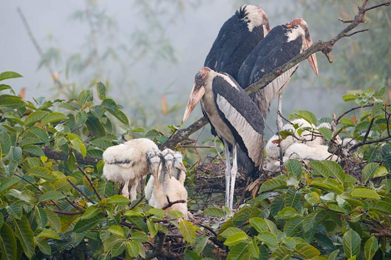 Greater Adjutant Stork Conservation 