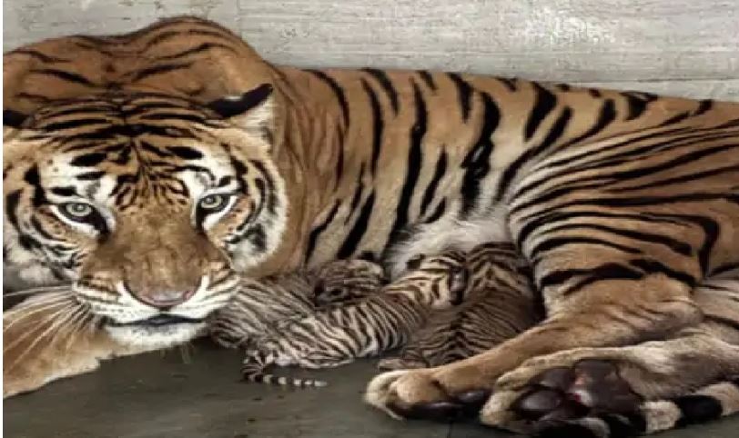 जमशेदपुर के टाटा स्टील जूलॉजिकल पार्क